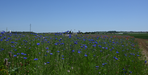 Biodiversité